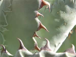 Agave wocomahi Raffle plant Origin: Mexico (Sonora, Chihuahua), New Mexico Min temp: to 14 deg