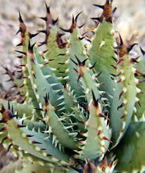 Aloe melanacantha Raffle plant Origin: Namaqualand Min temp: to 25 deg F Forms solitary rounded