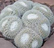 Mammillaria parkinsonii Raffle plant Origin: Mexico (Queretero) Min temp: to 14 deg F