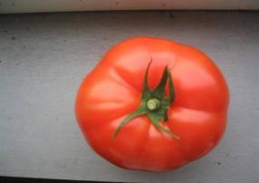 5-10 oz) One of the new generation of Enza Zaden tomatoes with very good quality fruit, great production DRW 7749 Rebelski *Geronimo Average fruit size 220 grams (7.