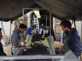 At Domaine Liger-Belair, biodynamics has allowed the picking of grapes in a beautiful state of health.