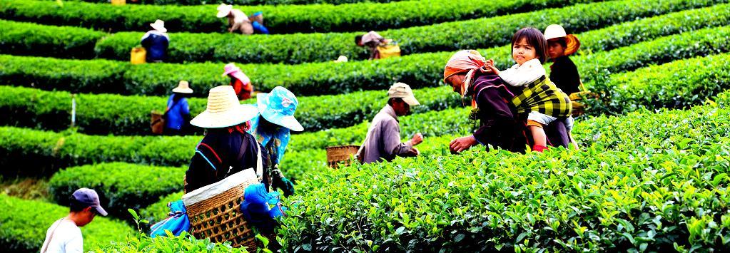 White tea, Black tea, green tea, oolong tea Thailand provides a wealth of tea farms with a very big selection of different teas, from
