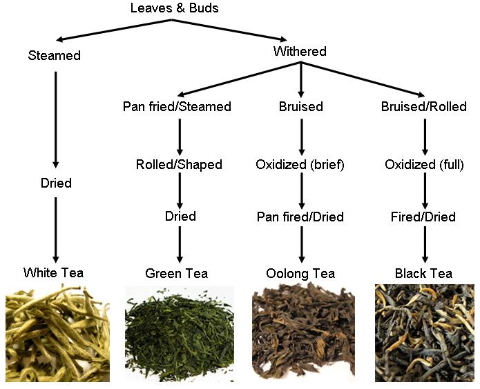 Tea leaf The most classic teas are produced from the tea tree and different processing techniques determine whether it becomes black tea,