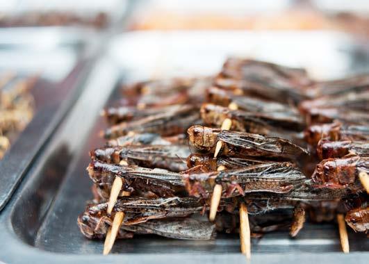 fried grasshoppers Years ago, Japanese restaurants in the United States introduced people to sushi (SOO-shee). These dishes, made of rice and raw seafood, made many people think yuck.