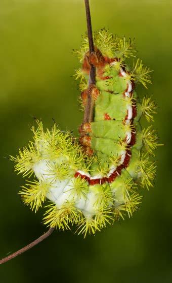 The bodies or spines on some caterpillars, such as the Io moth caterpillar (left), are very poisonous and can harm people when
