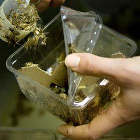 The crickets in this insect farm are kept in clean containers until they are packaged and shipped out (inset).