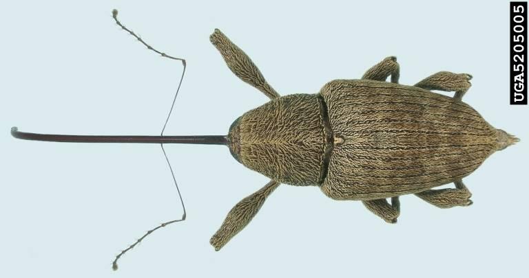 Pecan Weevil Coleoptera, Curculionidae,