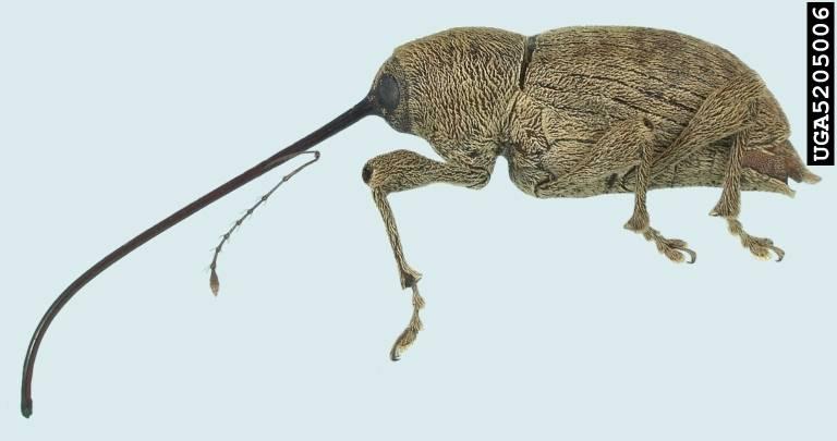 caryae (Horn, 1873): Pecan Weevil Other