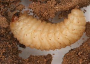 org Larvae: abt.