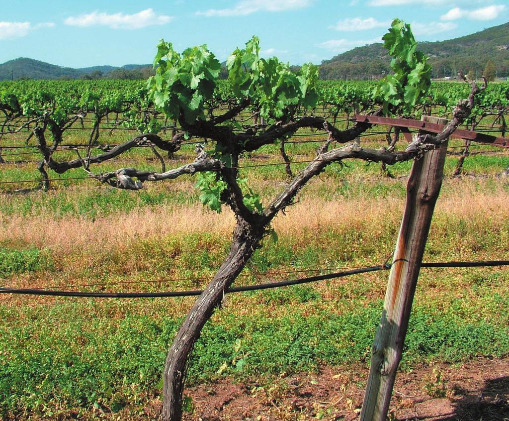 (Titel) around pruning wounds or natural openings in the bark, longitudinal splitting of canes, bleaching of canes, stunted shoot growth, dead spurs and cordons were observed at each of the vineyards