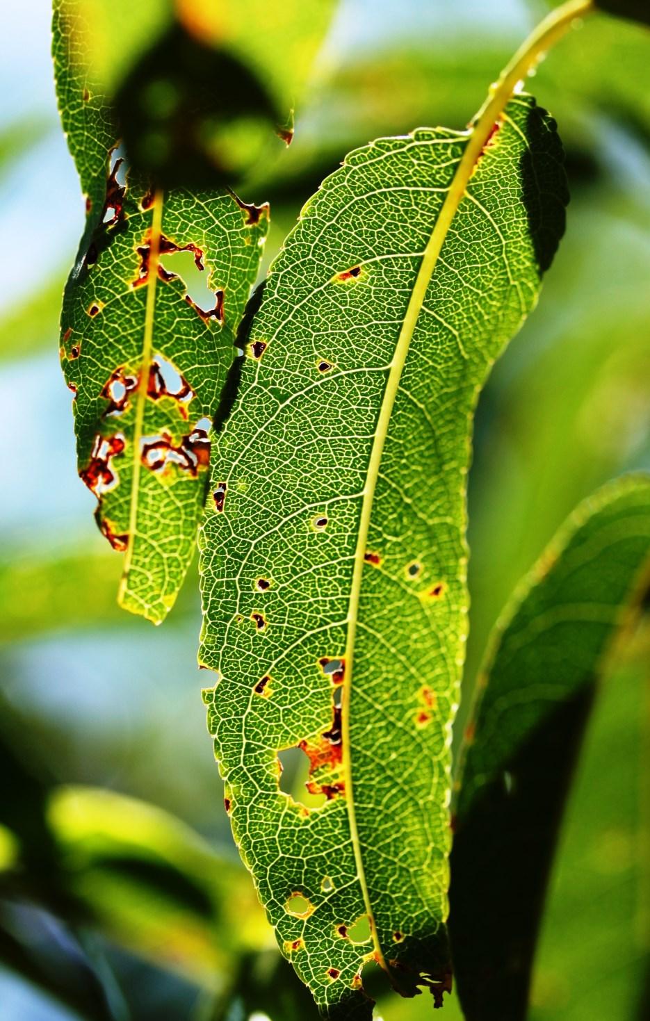 anthracnose symptoms. Leaves may show spots (Figure 3), turn yellow, and drop prematurely. Twigs may show visible lesions or cankers (Figure 4), which may be a source of overwintering inoculum.