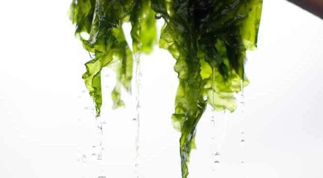 Sea Lettuce (Ulva