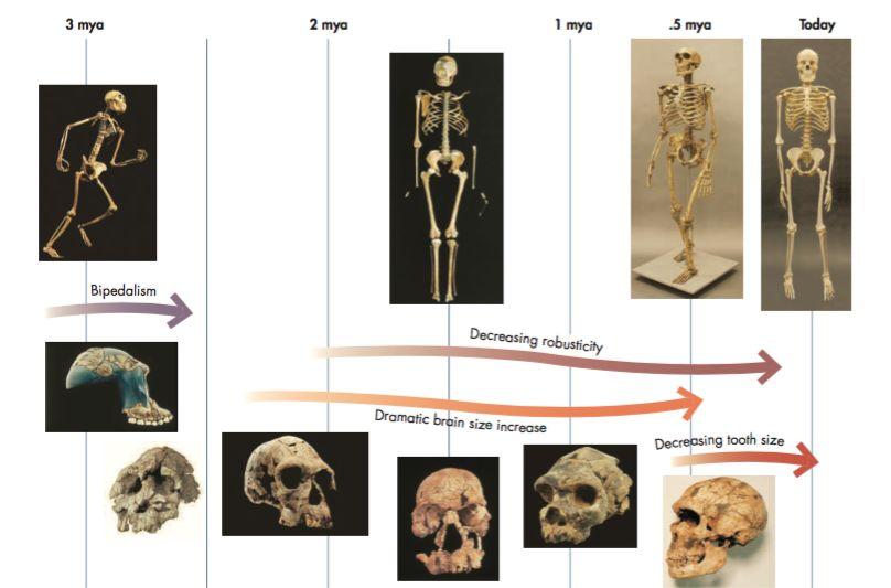 Modern humans - morphology and overview Anatomically modern human = AMH *Continued