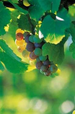 Summary The Horticulture Code of Conduct Key elements The Australian Wine Industry Code of Conduct The