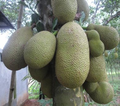 Value Addition to Jackfruit (Artocarpus heterophyllus Lam.) through Integrated Processing and Preservation Name of Participants 1. Dr. M.A. Jalil Bhuyan Director (Support Service) BARI, Gazipur-1701 2.