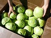 Green Cabbage, 1 hd Cabbage is a cruciferous vegetable, and that veggie family is well-known for its cancer-fighting properties, if it is not overcooked.