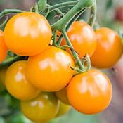 Cherry Tomatoes, 1 pint Seattle members only this week. Most likely the cherry tomatoes in the box this week are Sungolds. They are a hybrid, developed in Japan several decades ago.