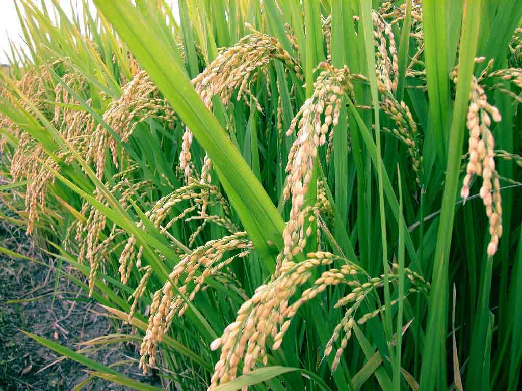 Main food source plants: grains Common rice, Oryza sativa Rice