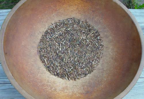 Ricing 6 Indian rice, Zizania Shipunov (MSU)