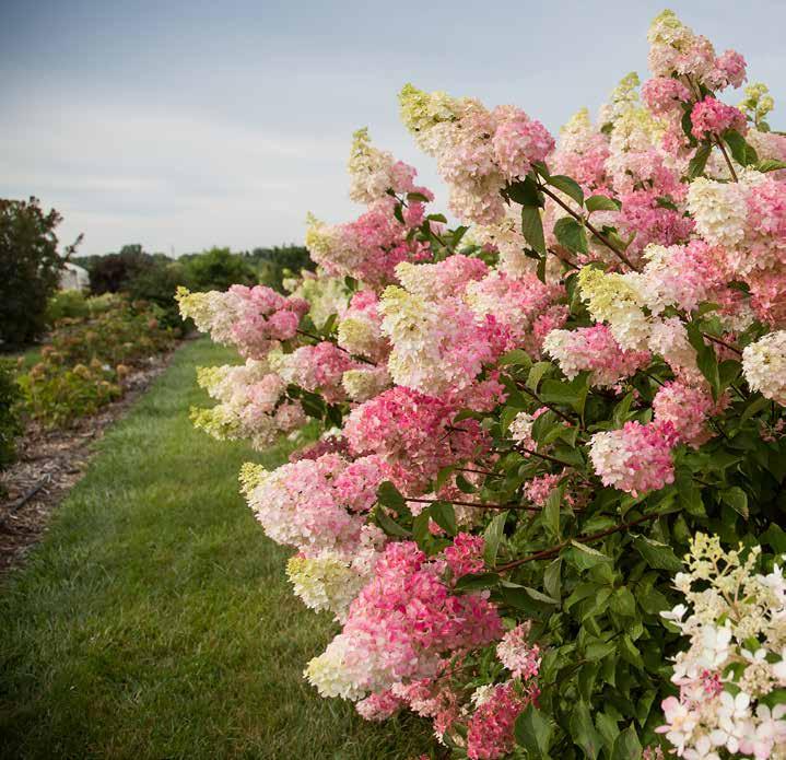 BERRY WHITE HYDRANGEA Hydrangea paniculata Renba PPAF This long-awaited introduction is a step forward in paniculata breeding.