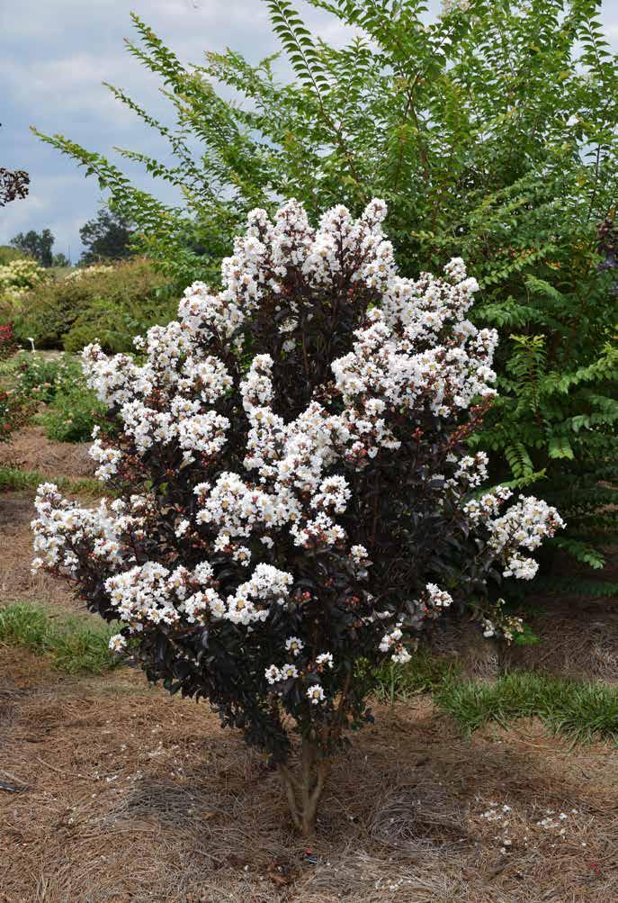 LUNAR MAGIC CRAPEMYRTLE Lagerstroemia PIILAG-X PPAF This beautiful crape combines rich purple-black foliage, loads of solid white flower clusters on red stems and a beautiful upright oval shape.