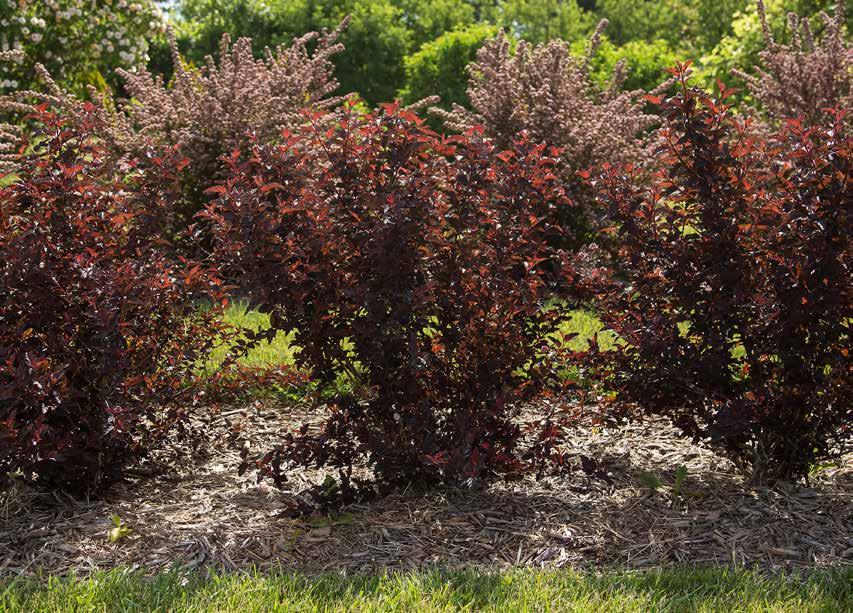 FIRESIDE PHYSOCARPUS Physocarpus opulifolius UMNHarpell PPAF We selected this new ninebark from the Landscape Plant Development Center (LPDC), now managed by the University of Minnesota, because of