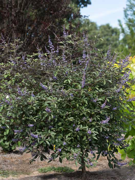 FLIP SIDE VITEX Vitex x PIIVAC-III PPAF Developed at PII, this beauty is a seedling selection from Vitex trifolia Purpurea x V. agnus-castus that combines the best of both parents.