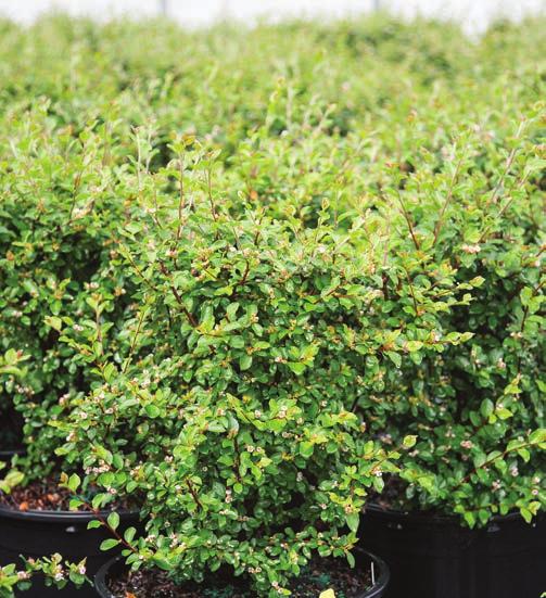 2020 COMMERCIAL INTRODUCTIONS AUTUMN INFERNO COTONEASTER Cotoneaster Bronfire PPAF HEIGHT: 5-6 WIDTH: 4-5 SHAPE: Upright, arching to Part Shade USDA HARDINESS ZONE: 4 AHS HEAT ZONE: 7 ATTRIBUTES: Red