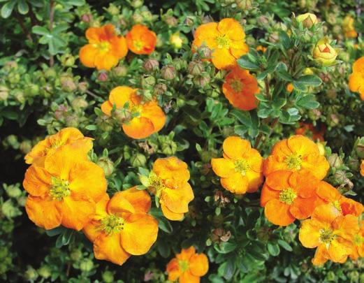 MARMALADE POTENTILLA Potentilla fruticosa Jefmarm PPAF HEIGHT: 2-3 WIDTH: 2-3 SHAPE: Upright rounded USDA HARDINESS ZONE: 2 AHS HEAT ZONE: 6 ATTRIBUTES: Double orange flowers - Tight habit Bred by Dr.