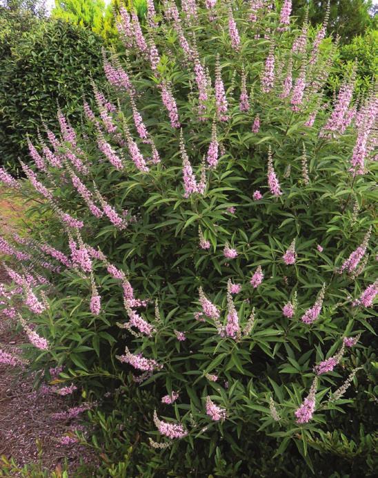 In late spring, the dark pink buds open to lilac pink with a heady fragrance that will tickle your nose! The foliage is similar to Miss Kim and is a nice fresh green.