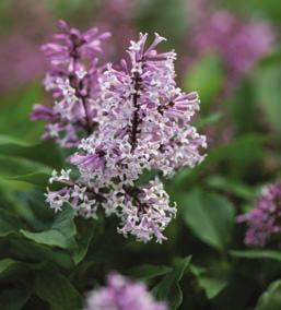 (CPBRAF) GALACTIC PINK CHASTETREE Vitex agnus-castus Bailtextwo PPAF HEIGHT: 6-8 WIDTH: 6-8 SHAPE: Upright rounded USDA HARDINESS ZONE: 3 AHS HEAT ZONE: 7 ATTRIBUTES: Clean foliage -