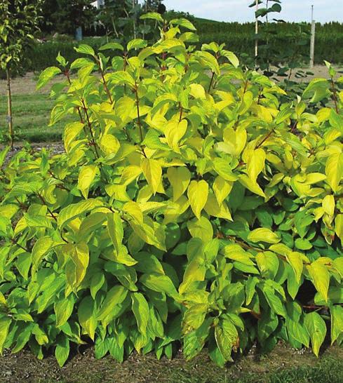 2018 COMMERCIAL INTRODUCTIONS NEON BURST DOGWOOD Cornus alba ByBoughen PP 27,956 HEIGHT: 4-5 WIDTH: 4-5 HAPE: Mounded to Part Shade USDA HARDINESS ZONE: 2 AHS HEAT ZONE: 7 ATTRIBUTES: Chartreuse