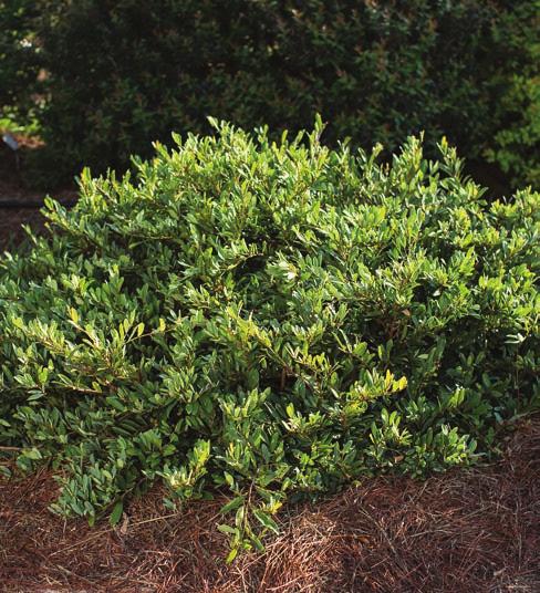 It has good sun and heat tolerance, retaining bright leaf color throughout summer. New leaves are tinged with bronze and the stems have a rich red hue early in the season.
