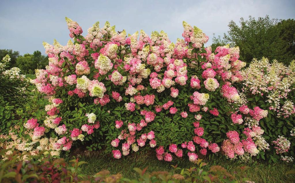 2019 COMMERCIAL INTRODUCTIONS BERRY WHITE HYDRANGEA Hydrangea paniculata Renba PP28,509 HEIGHT: 6-7 WIDTH: 4-5 SHAPE: Upright to Part Shade USDA HARDINESS ZONE: 3 AHS HEAT ZONE: 8 ATTRIBUTES: Strong