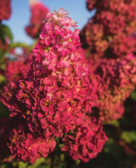 With strong, upright stems and large cone-shaped flower panicles that stay upright, this plant is a summer stunner. Like the other paniculatas from Mr.