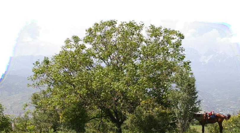 The walnuts have been receiving increasing attention by international markets in recent years, but the various other forest products are so far largely untouched and offer tremendous opportunities