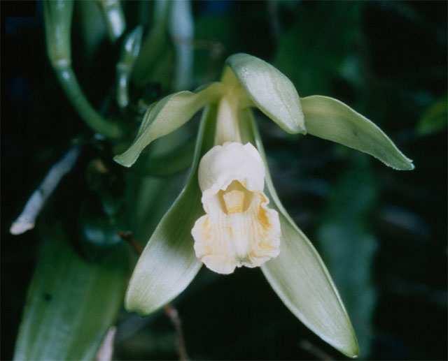 Scientific classification Vanilla planifolia Scientific classification Kingdom: Plantae Division: Magnoliophyta Class: Liliopsida Order: Asparagales Family: Orchidaceae Subfamily: Epidendroideae