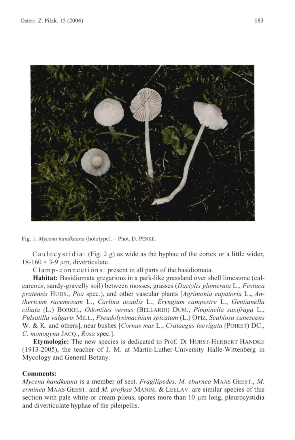 Österr. Z. Pilzk. 15(2006) 183 Fig. I. Mycena handkeana (holotype). - Phot. D. PENKE. Caulocystidia: (Fig. 2 g) as wide as the hyphae of the cortex or a little wider, 18-160 x 3-9 urn, diverticulate.