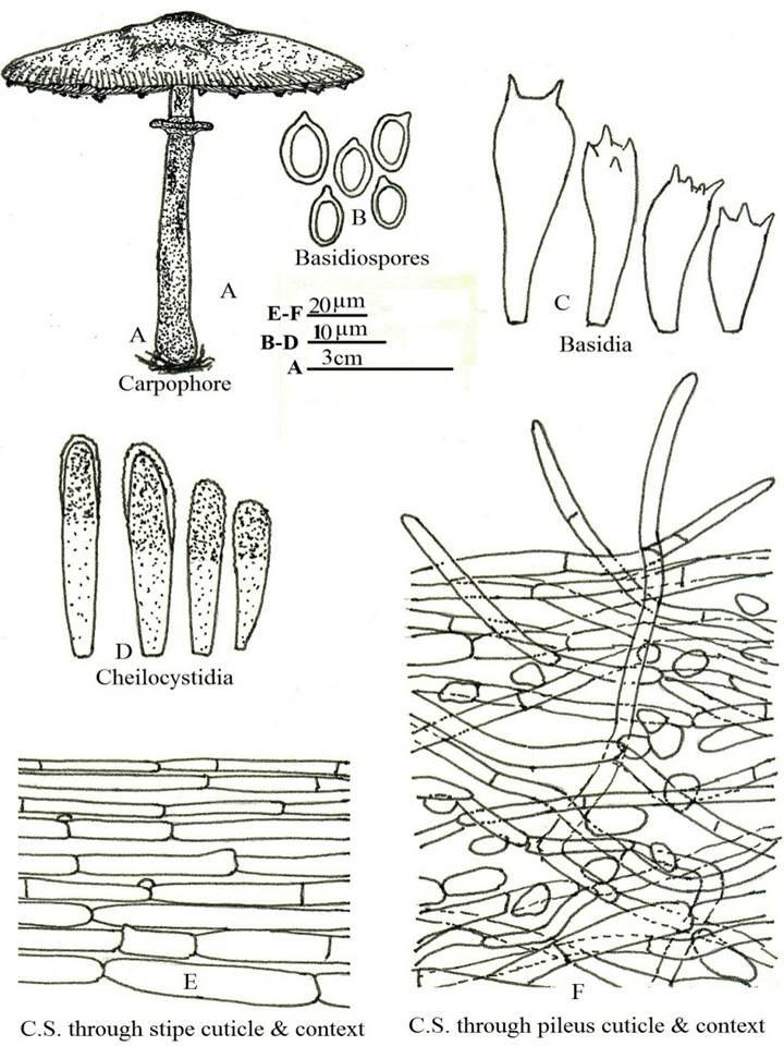 Fig. 1-A-F Lepiota humei Murill Var. microspora Var. nov. A Carpophore. B Basidiospores. C Basidia.