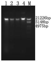 13984 Afr. J. Biotechnol. Figure 1. Electrophoresis analysis of the genomic DNA samples from leaves of four Citrus varieties. M: DNA/EcoRI+Hind ; Lane 1: C. flamea Hort. ex Tseng shiyueju; lane 2: C.