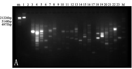 Qian-hua et al. 13985 Table 2. RAPD primers selected for PCR analysis.