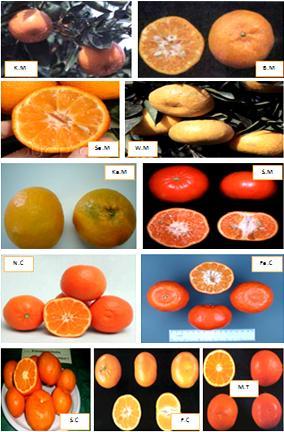 GENETIC DIVERSITY OF SOME EGYPTIAN CITRUS CULTIVARS USING RAPD AND ISSRs MARKERS 333 Fig. (1): Phenotype of the 11 Citrus cultivars, K.M. (Kishu seedless mandarin) - B.M. (Balady mandarin) - Se.M. (Seedless mandarin) - W.