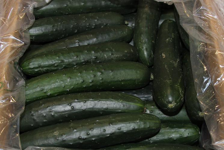Prices will remain steady but high. ice Mexican Cucumbers are plentiful and promotable. Pricing will be steady to lower.