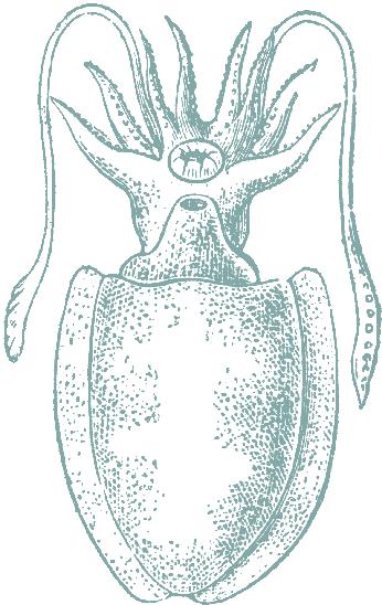3066 Whole squid IQF Panga fillets 2518 Tilapia fillets Monkfish