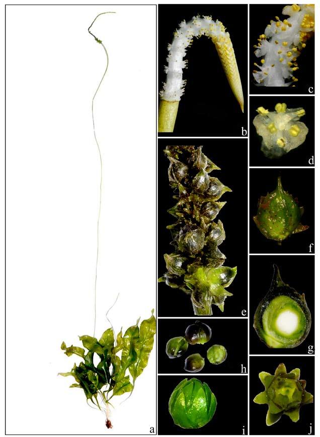 S.R. Yadav et al. 11 Fig. 1. Aponogeton nateshii S.R. Yadav sp. nov.: a. habit: flowering plant; b. inflorescence; c.