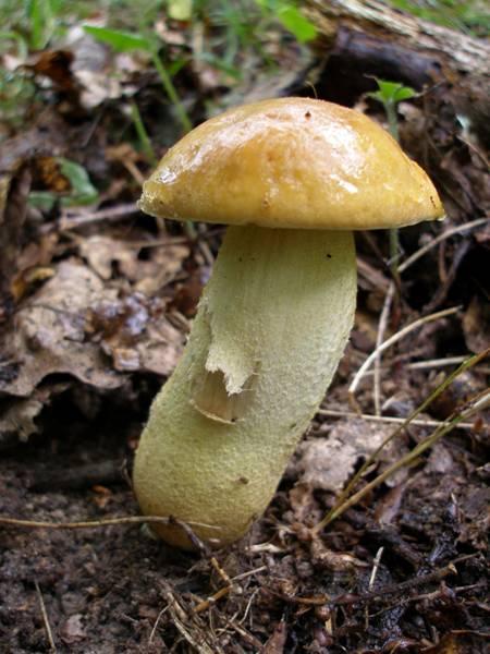 Just a quick mention of another quite unusual Bolete which turned up though only as a large but immature button (very similar to the centre photo below) which could mislead one to think it was a
