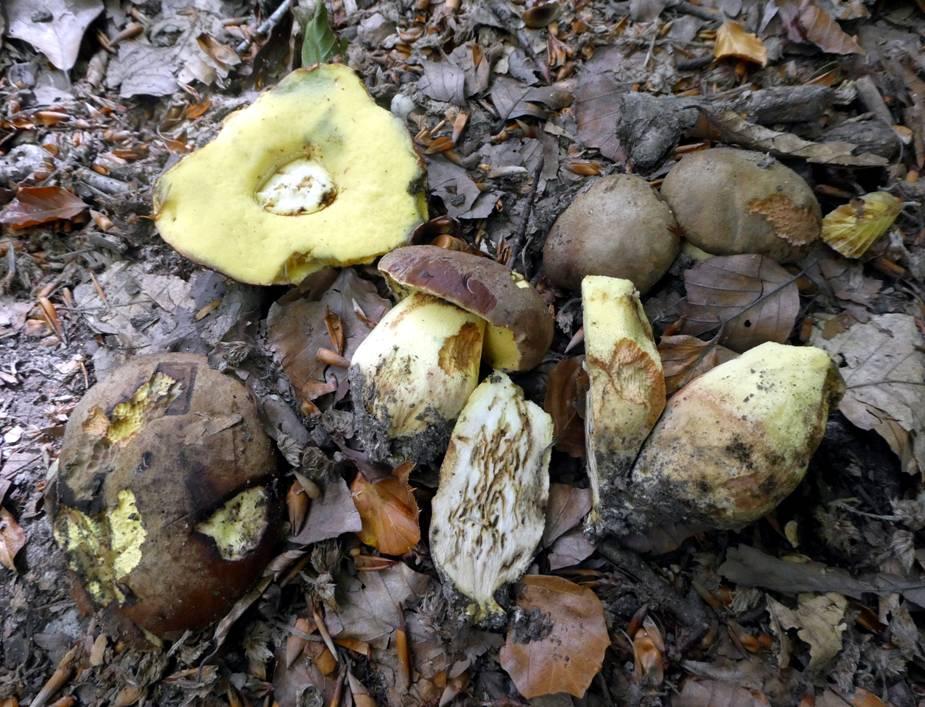 having turned black after 30 minutes or so. (PC) Towards the end of the morning I noticed a cluster of distinctive Bolete fruit bodies under a large Beech.