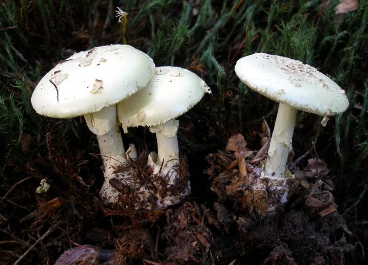Here we have examples of all three Amanita species treated in my discussion above. Before reading further see if you can name them. I ve deliberately selected images showing a range of specimens.