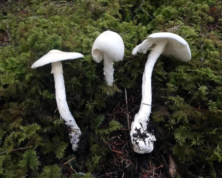 Today, however, we contributed three new species, one of which was an unusual Inkcap found by Bob.