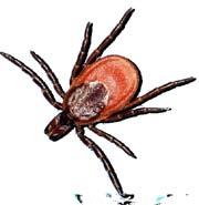 This is a blacklegged tick close-up: This is the actual size of blacklegged